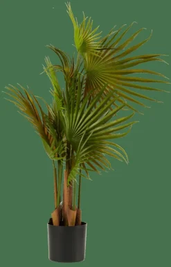 ARECA Palmier Vert