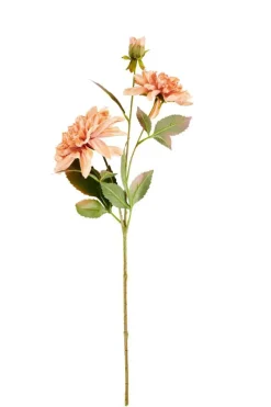 DAHLIA Tige De Fleurs Pêche