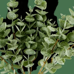 EUCALYPTUS Branche D'eucalyptus Vert