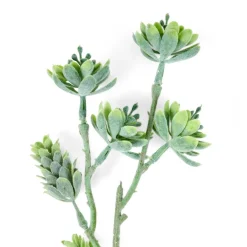 PAMPAS Tiges D'herbe Gris